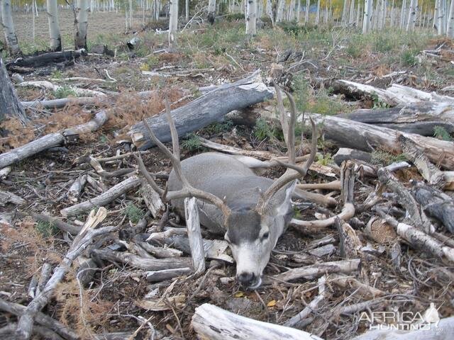 Hunt Mule Deer in USA