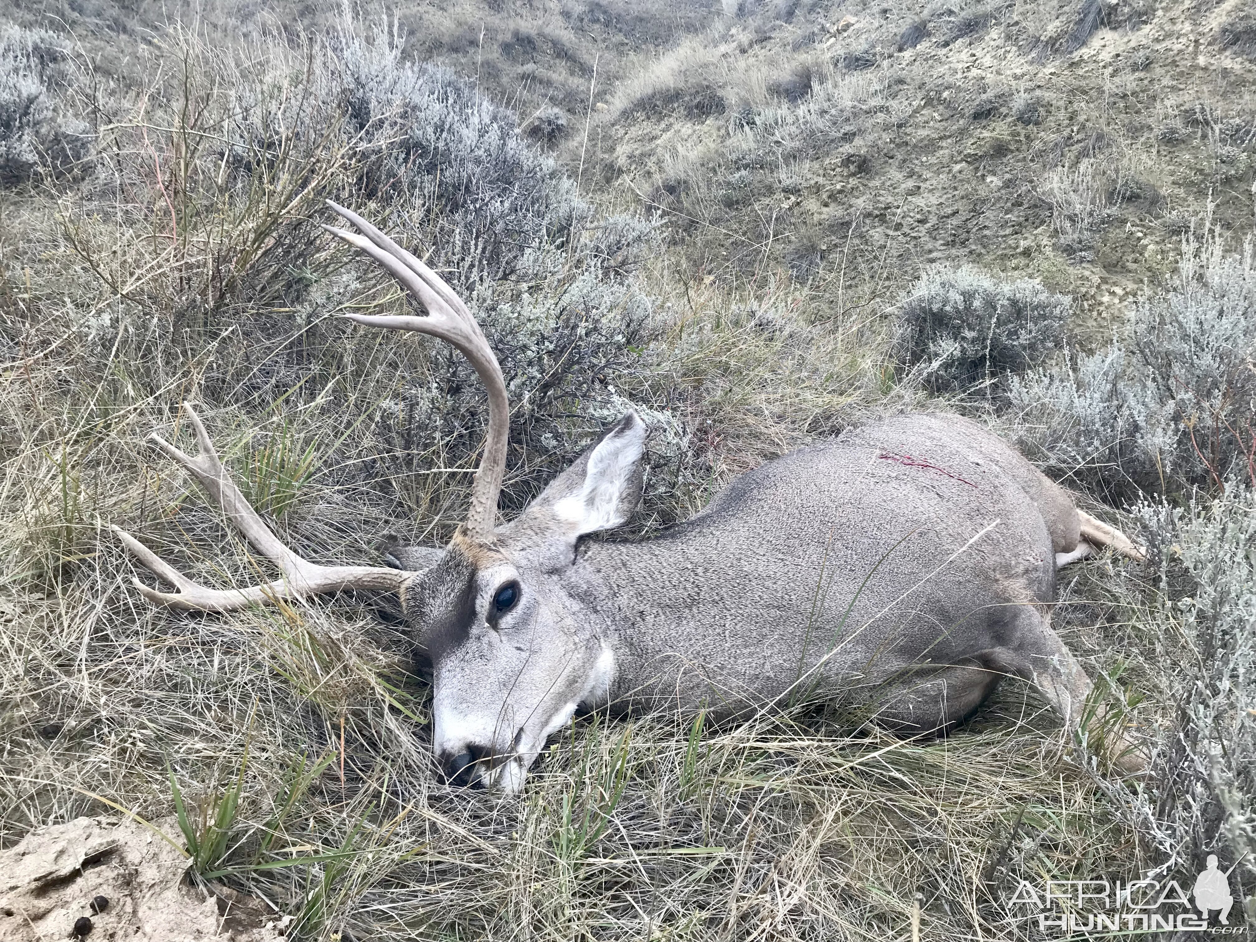 Hunt Mule Deer in Wyoming USA