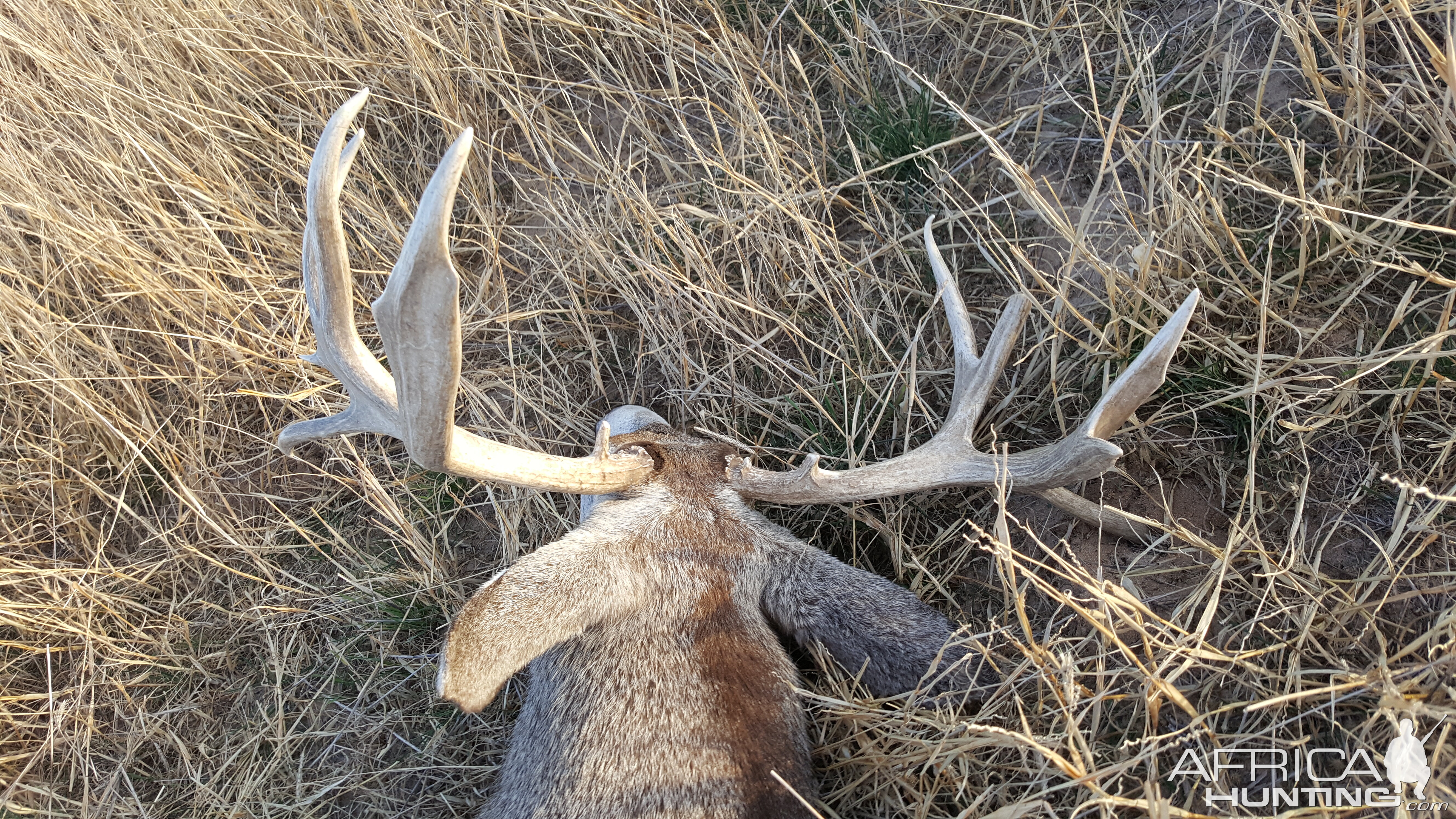 Hunt Mule Deer