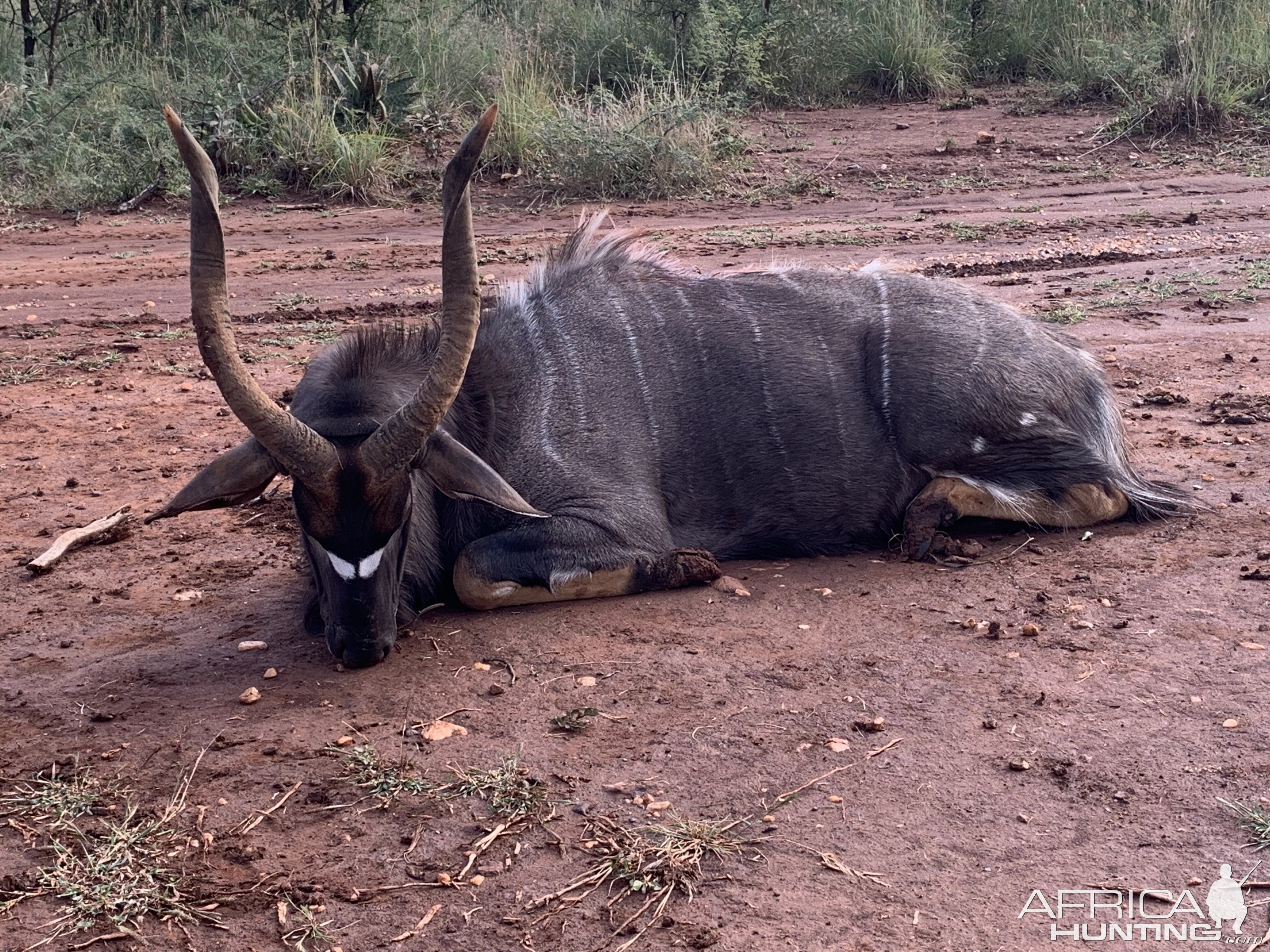 Hunt Nyala in South Africa