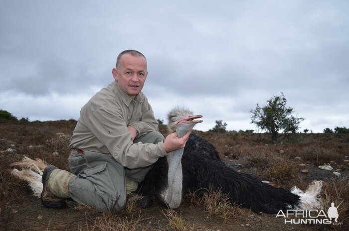 Hunt Ostrich in South Africa