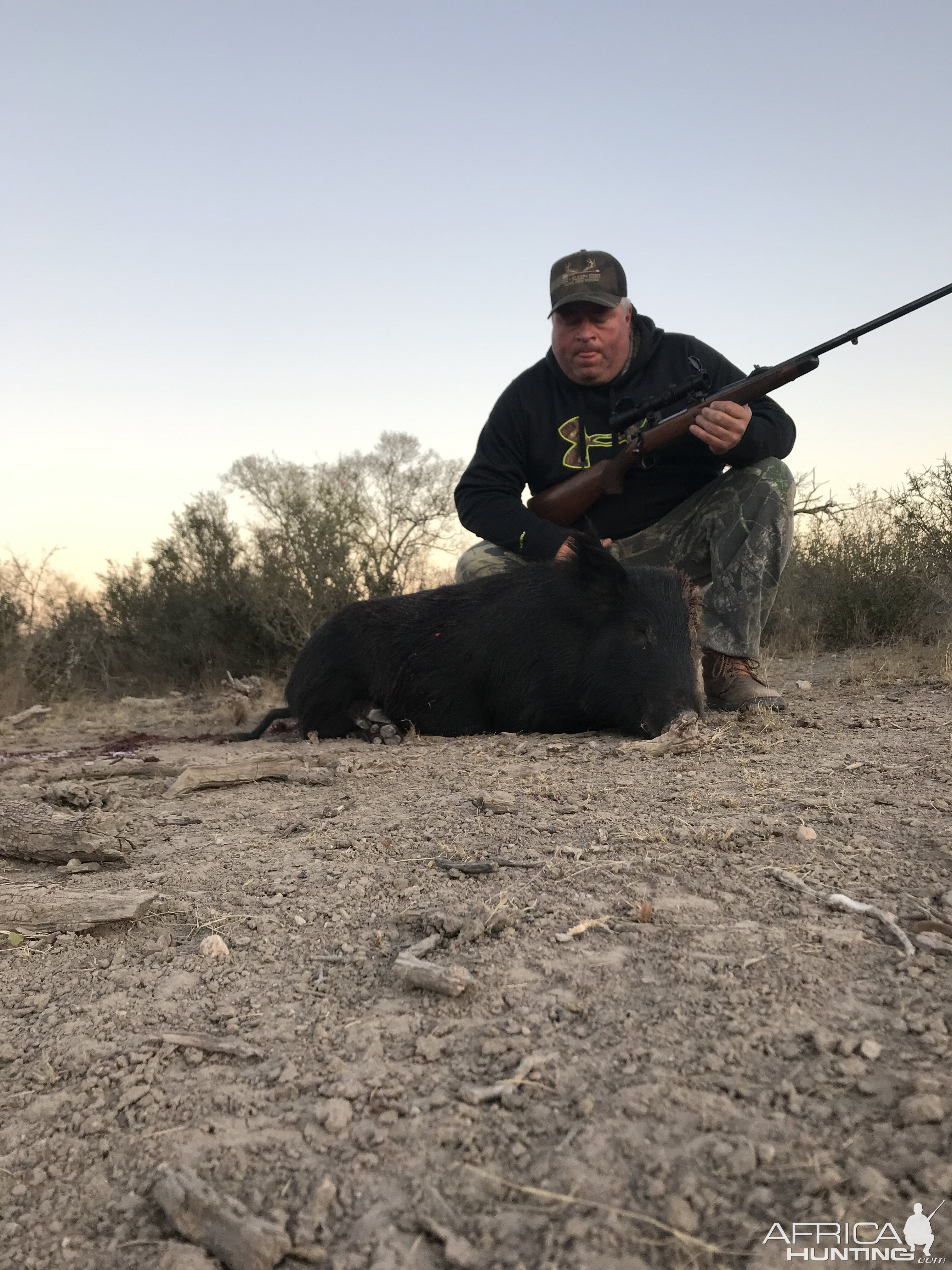 Hunt Pigs in Texas USA