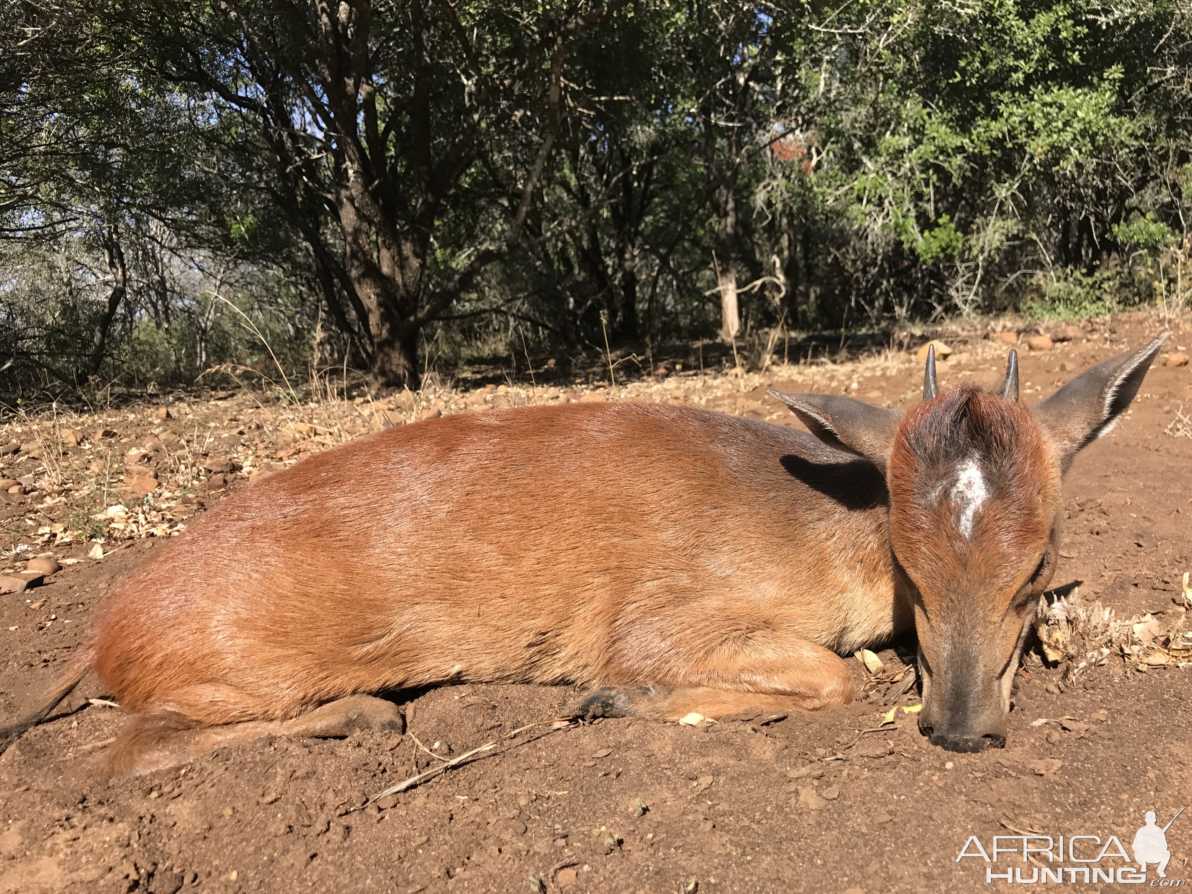 Hunt Red Duiker in South Africa
