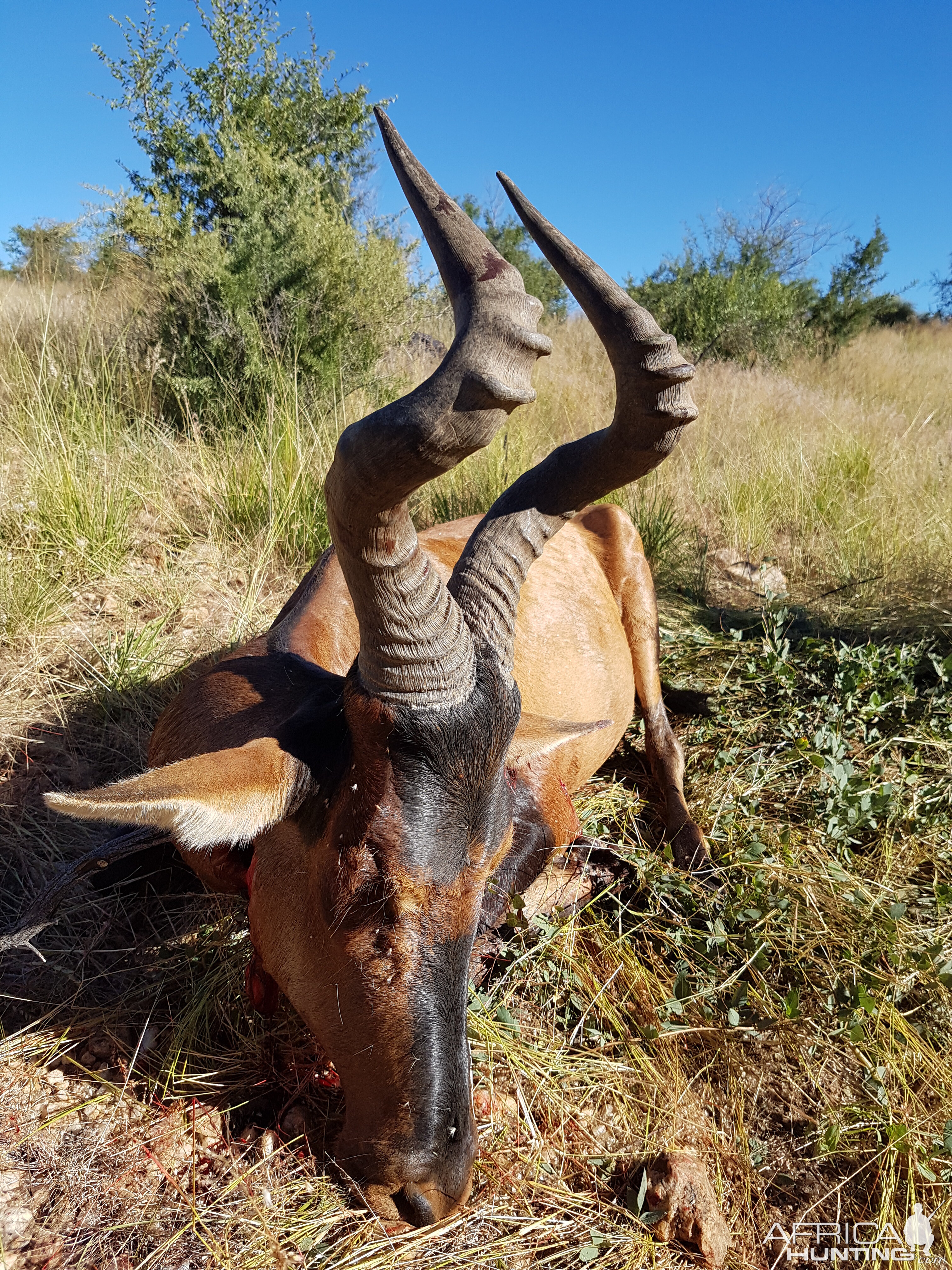 Hunt Red Hartebeest Namibia