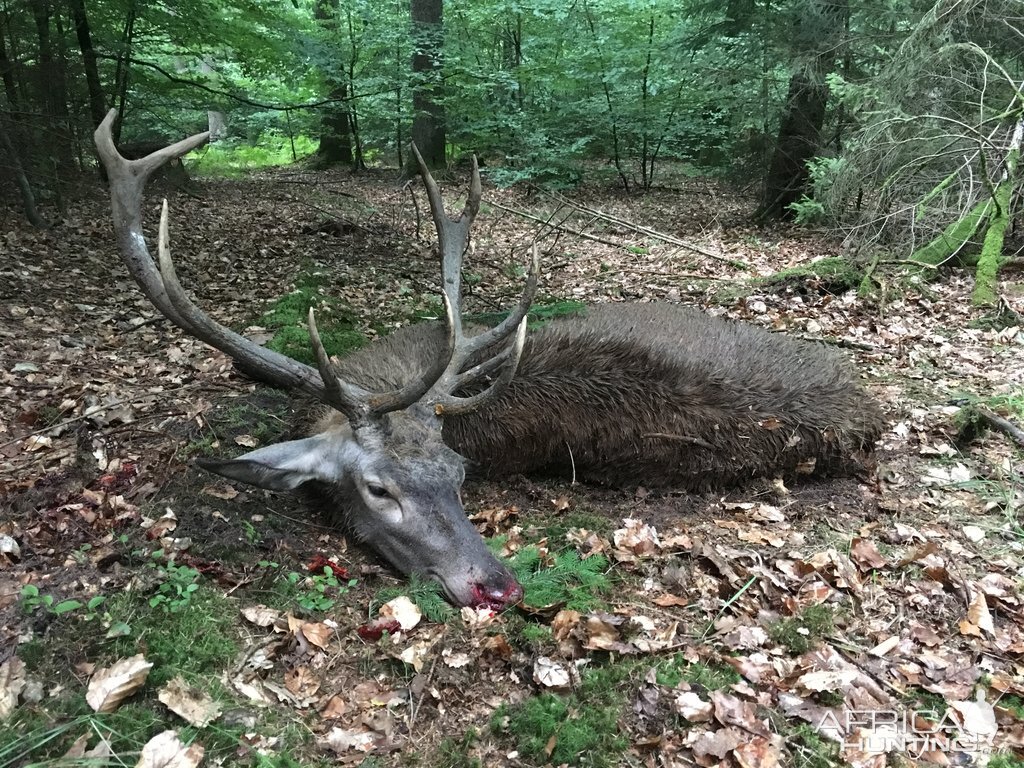 Hunt Red Stag in Germany