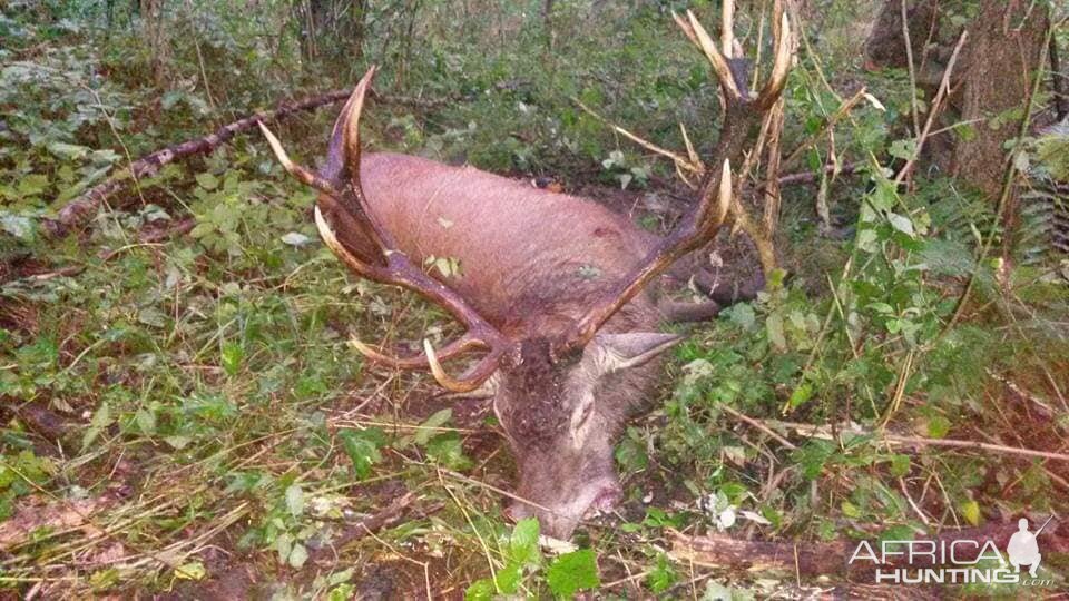 Hunt Red Stag in Poland