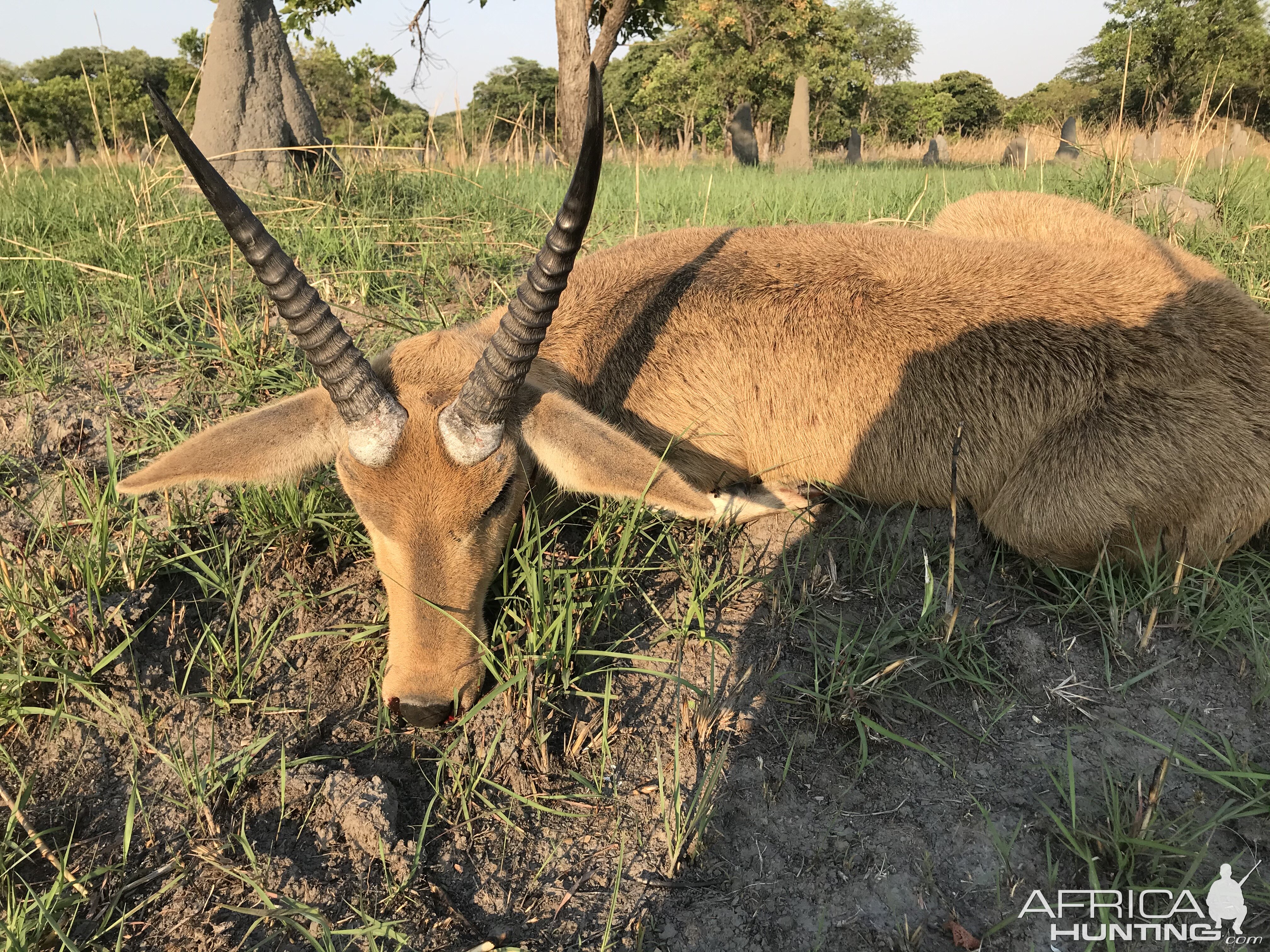 Hunt Reedbuck in Zambia