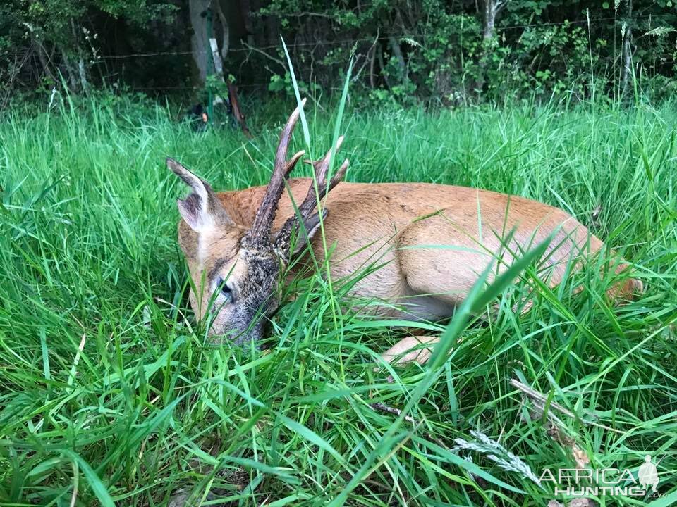 Hunt Roe Buck England