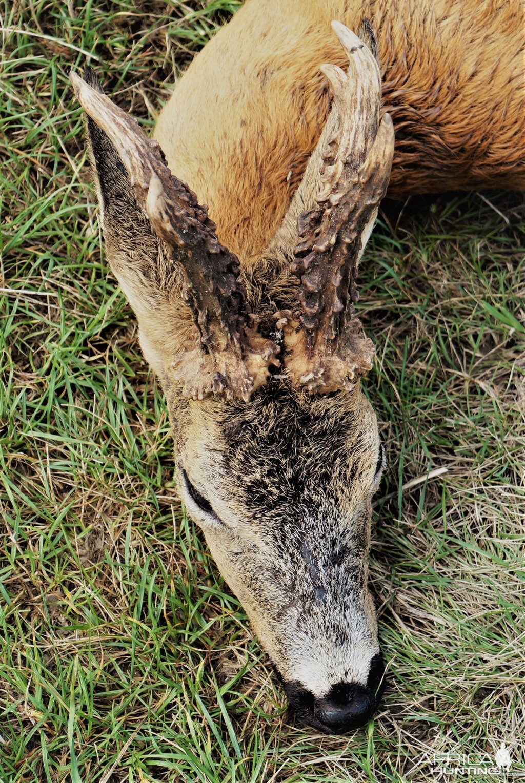 Hunt Roe Deer in Austria