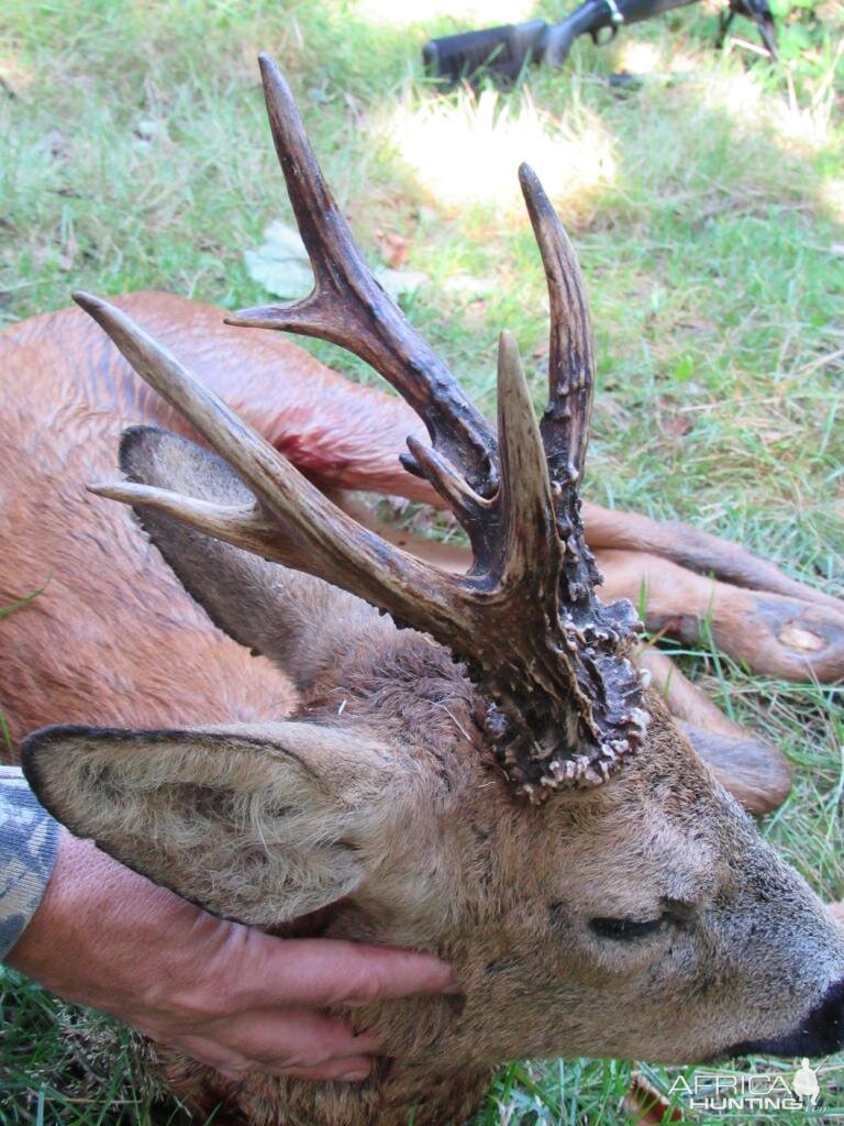 Hunt Roe Deer in England