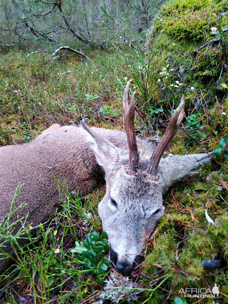 Hunt Roe Deer in Sweden
