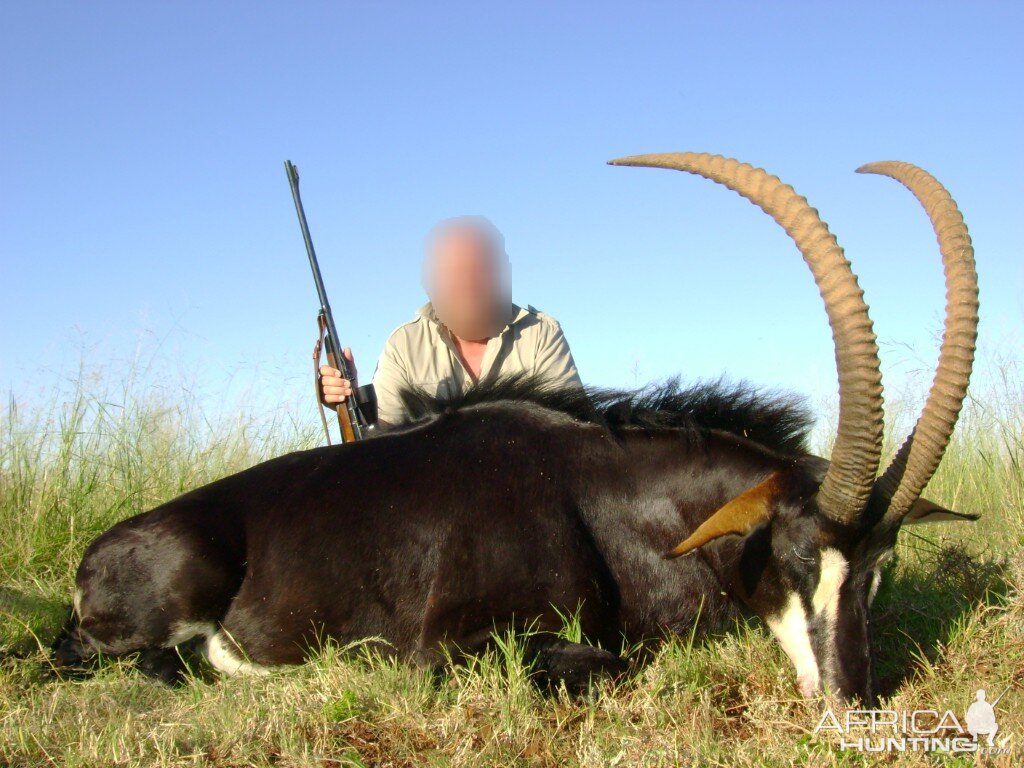 Hunt Sable Antelope in South Africa