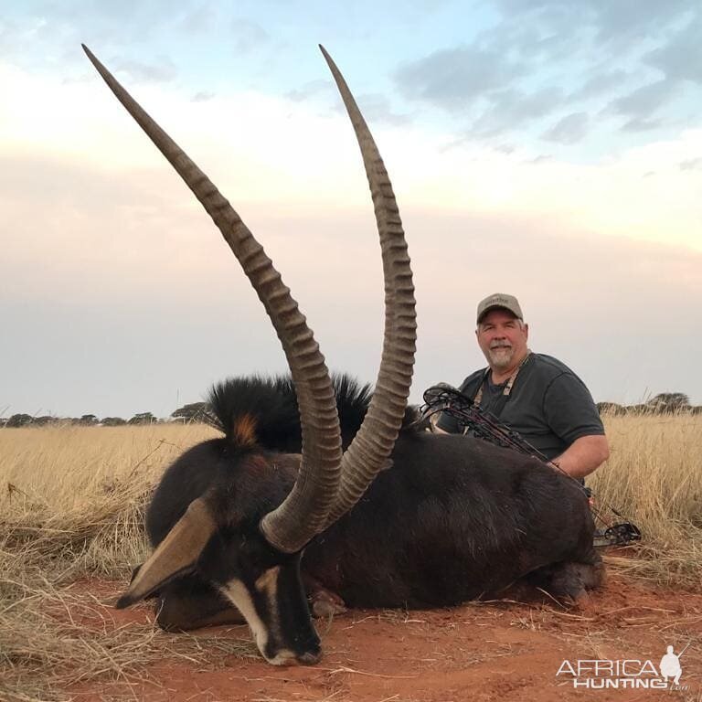 Hunt Sable Antelope in South Africa