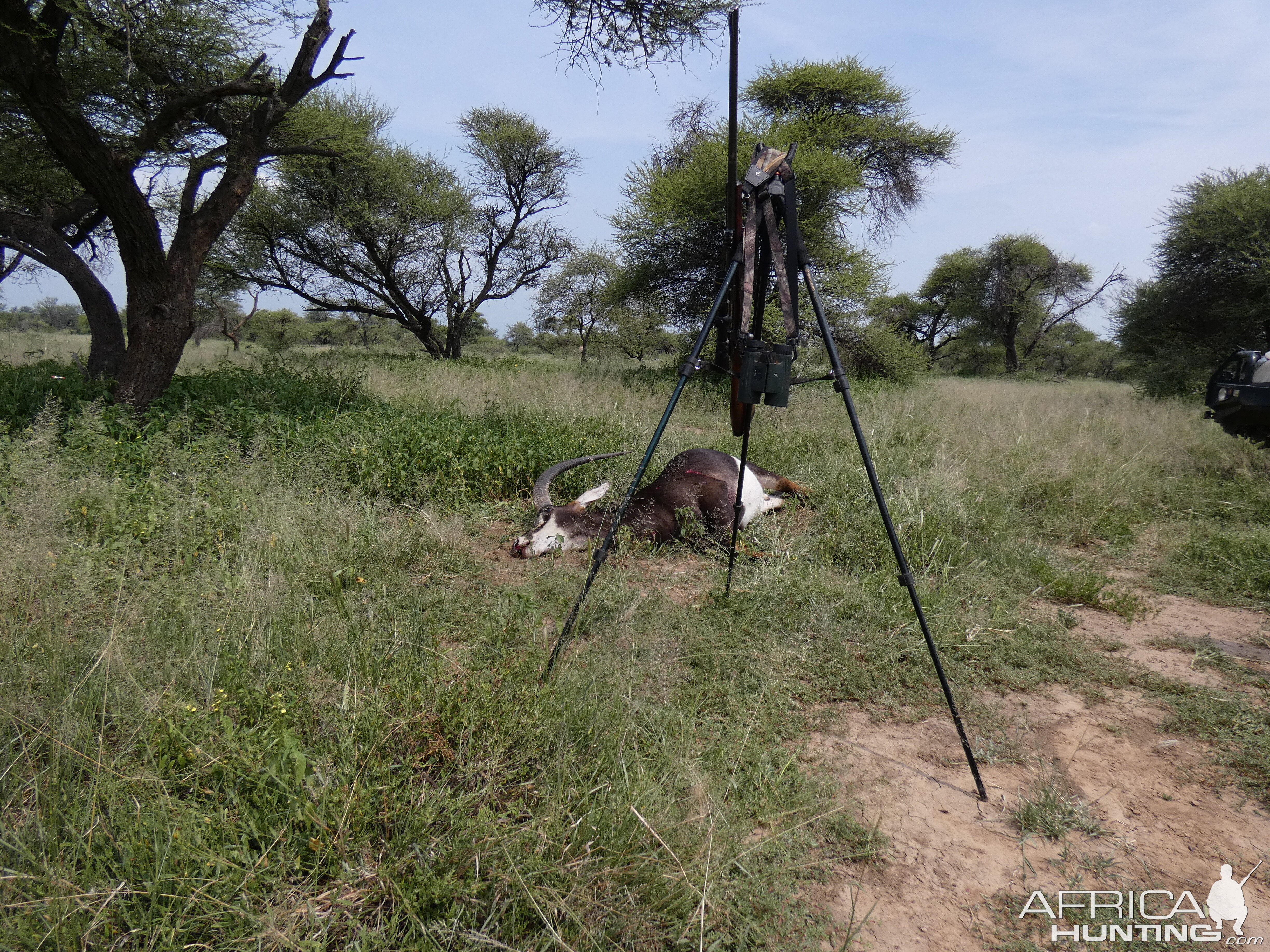 Hunt Sable Antelope in South Africa