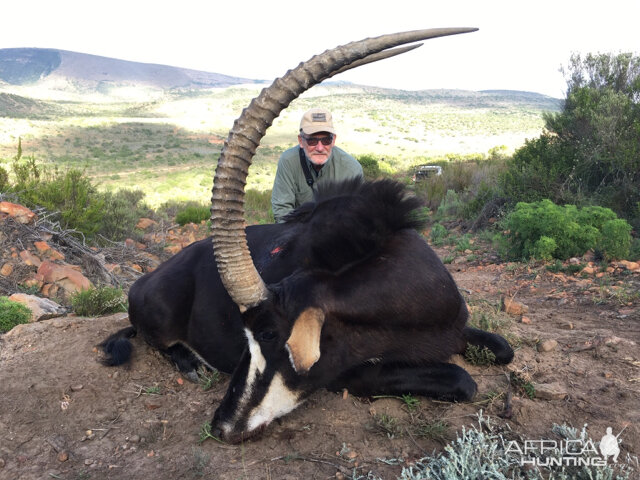 Hunt Sable Antelope South Africa