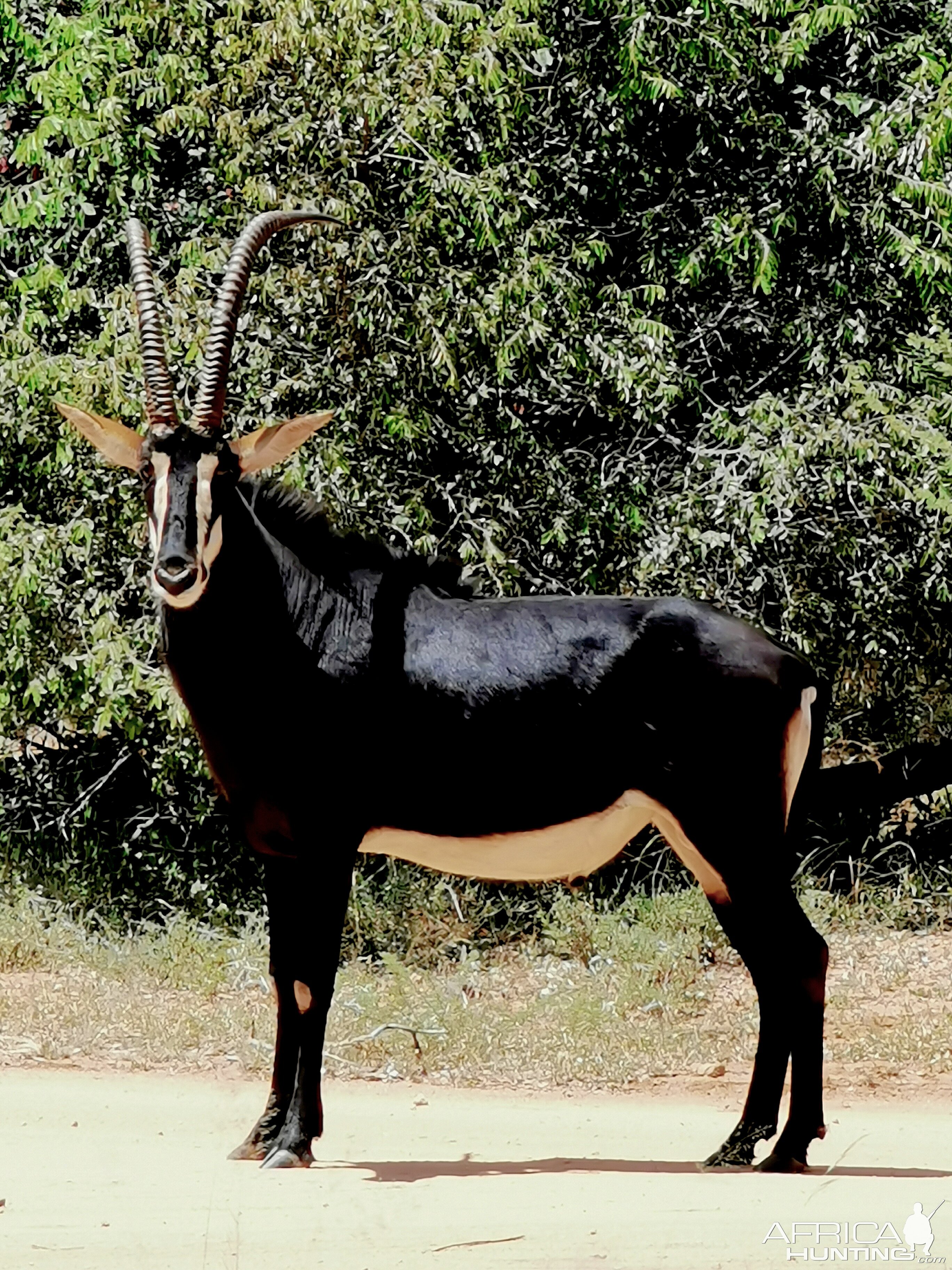 Hunt Sable South Africa