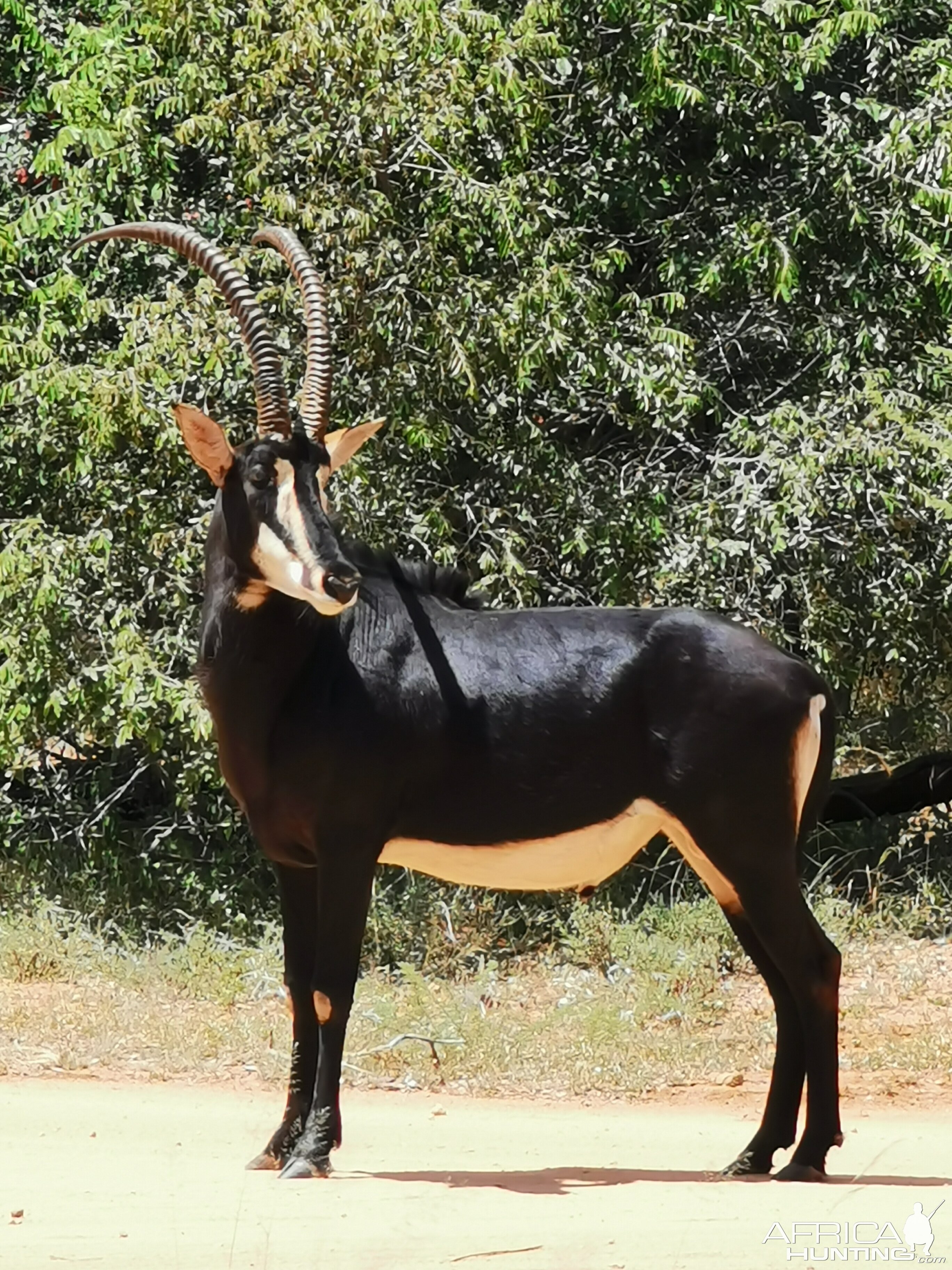 Hunt Sable South Africa