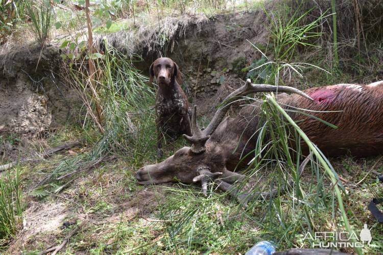Hunt Sambar Deer in Australia