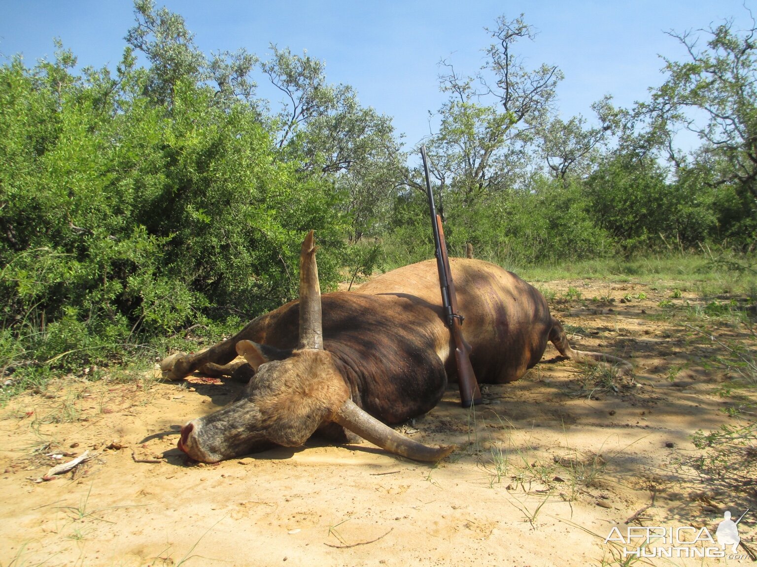 Hunt Scrub Bull in Australia