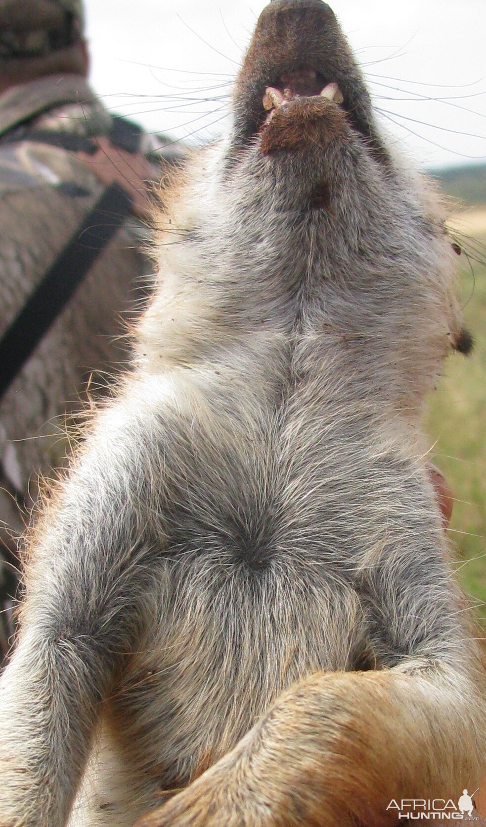 Hunt South Africa Meerkat