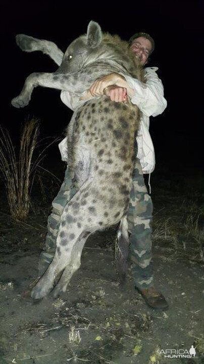 Hunt Spotted Hyena in Mozambique