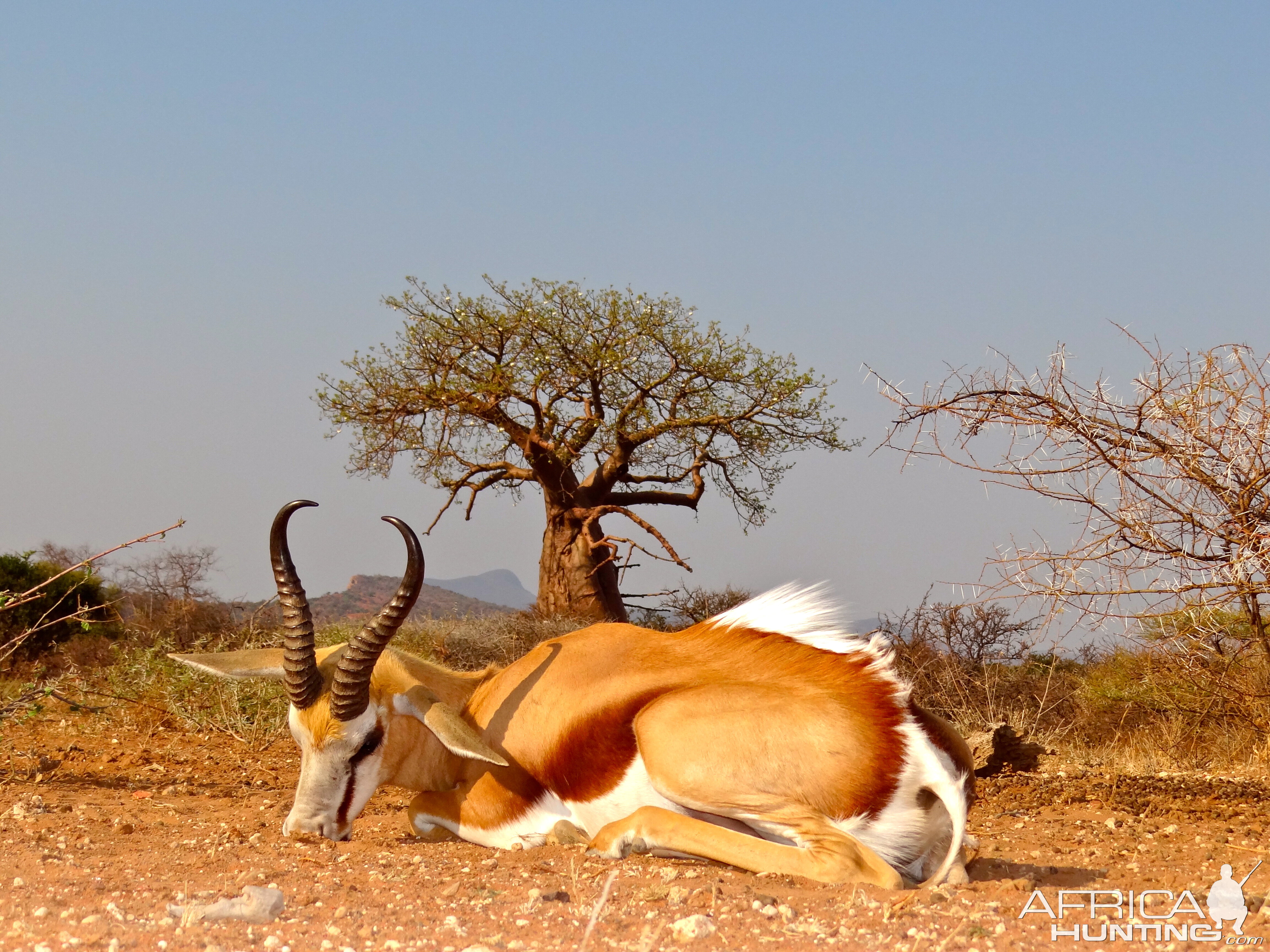 Hunt Springbok in the Limpopo South Africa 