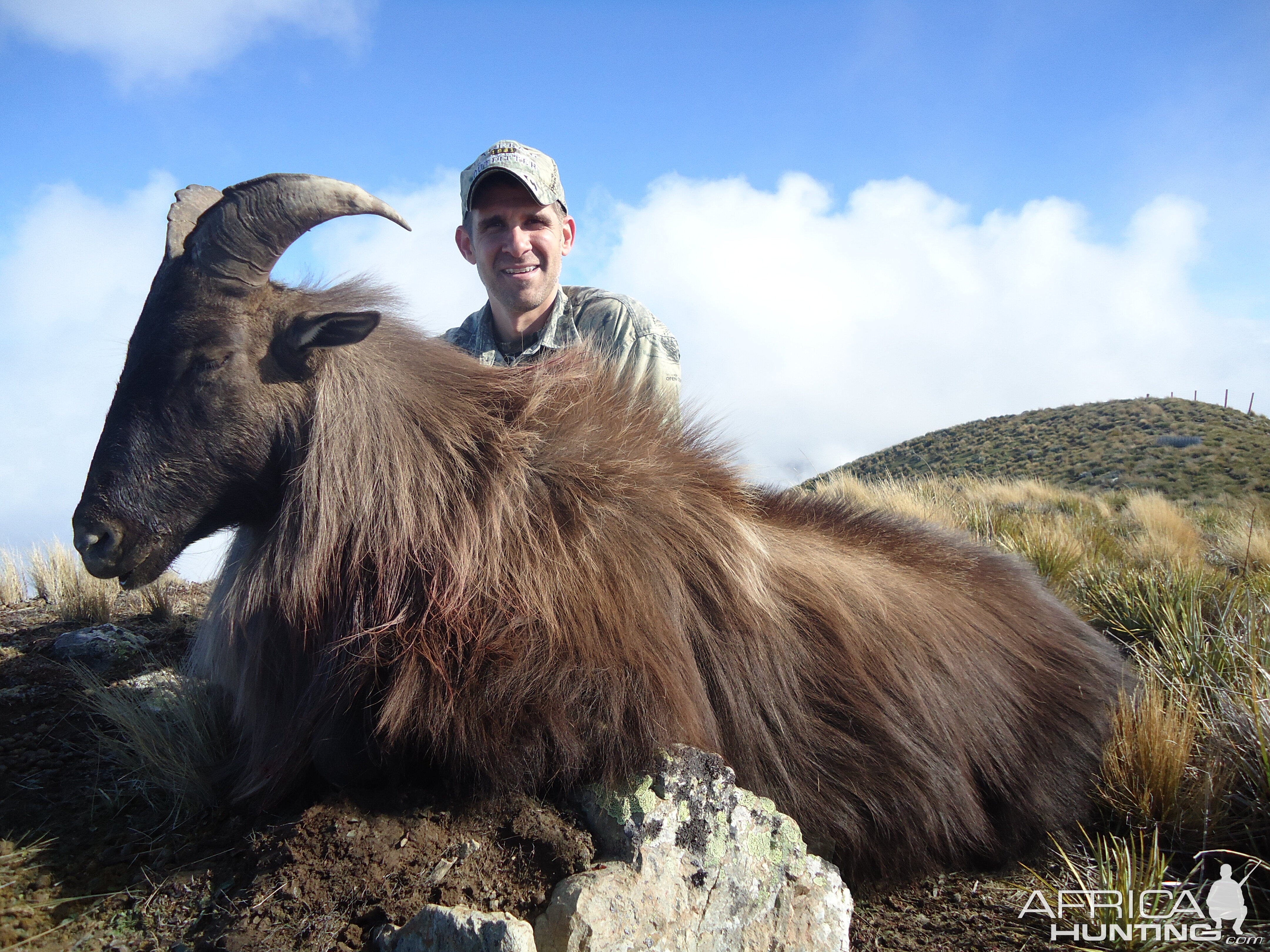 Hunt Tahr in South Island New Zealand