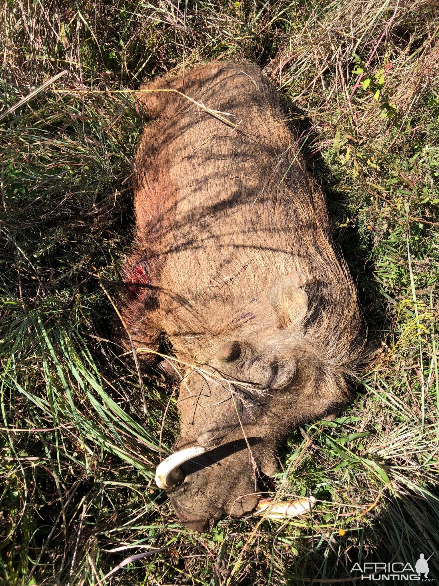 Hunt Warthog in South Africa