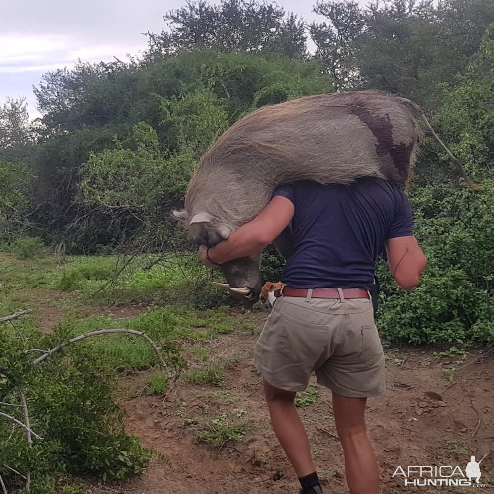 Hunt Warthog in South Africa