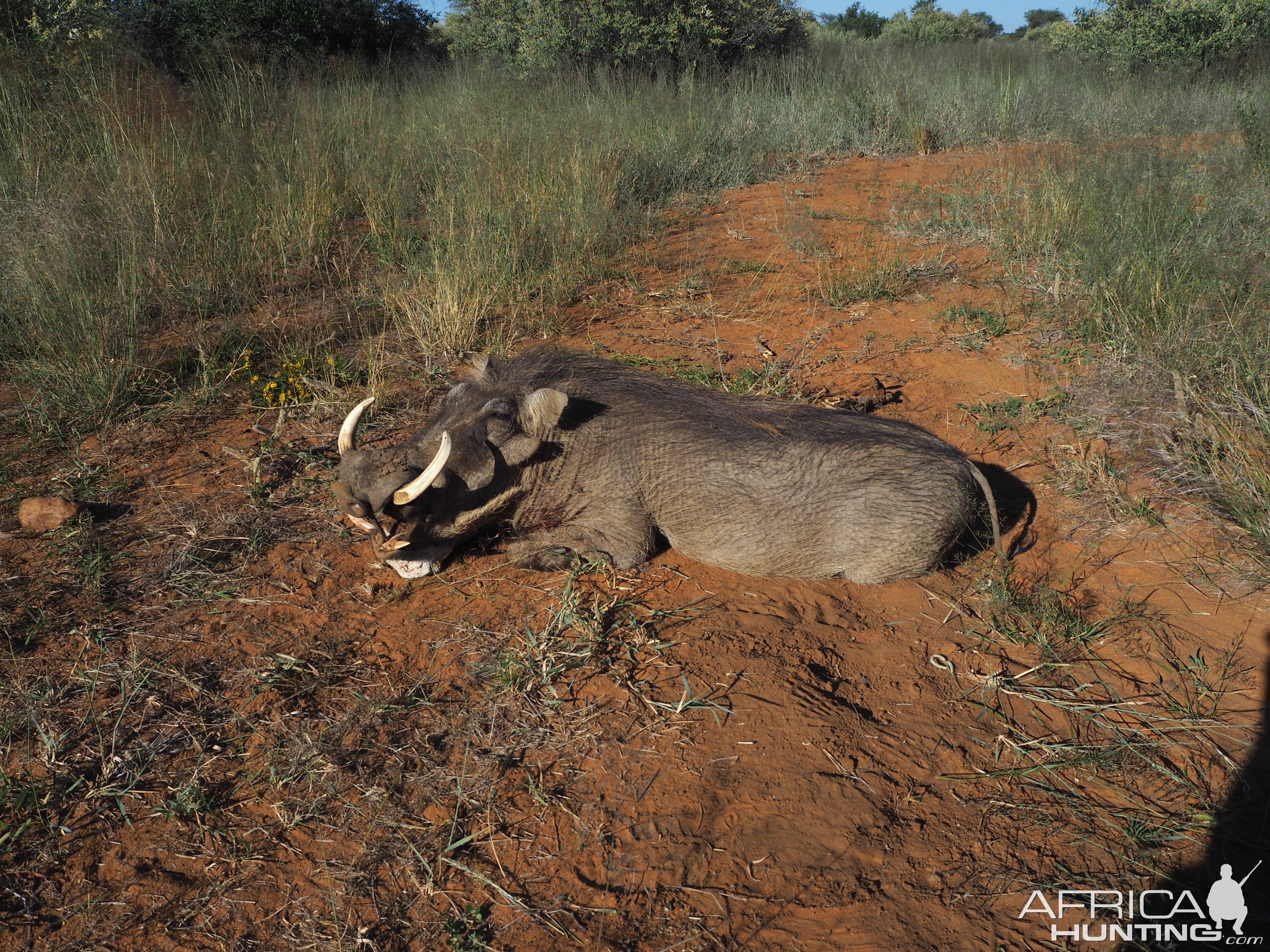 Hunt Warthog Namibia
