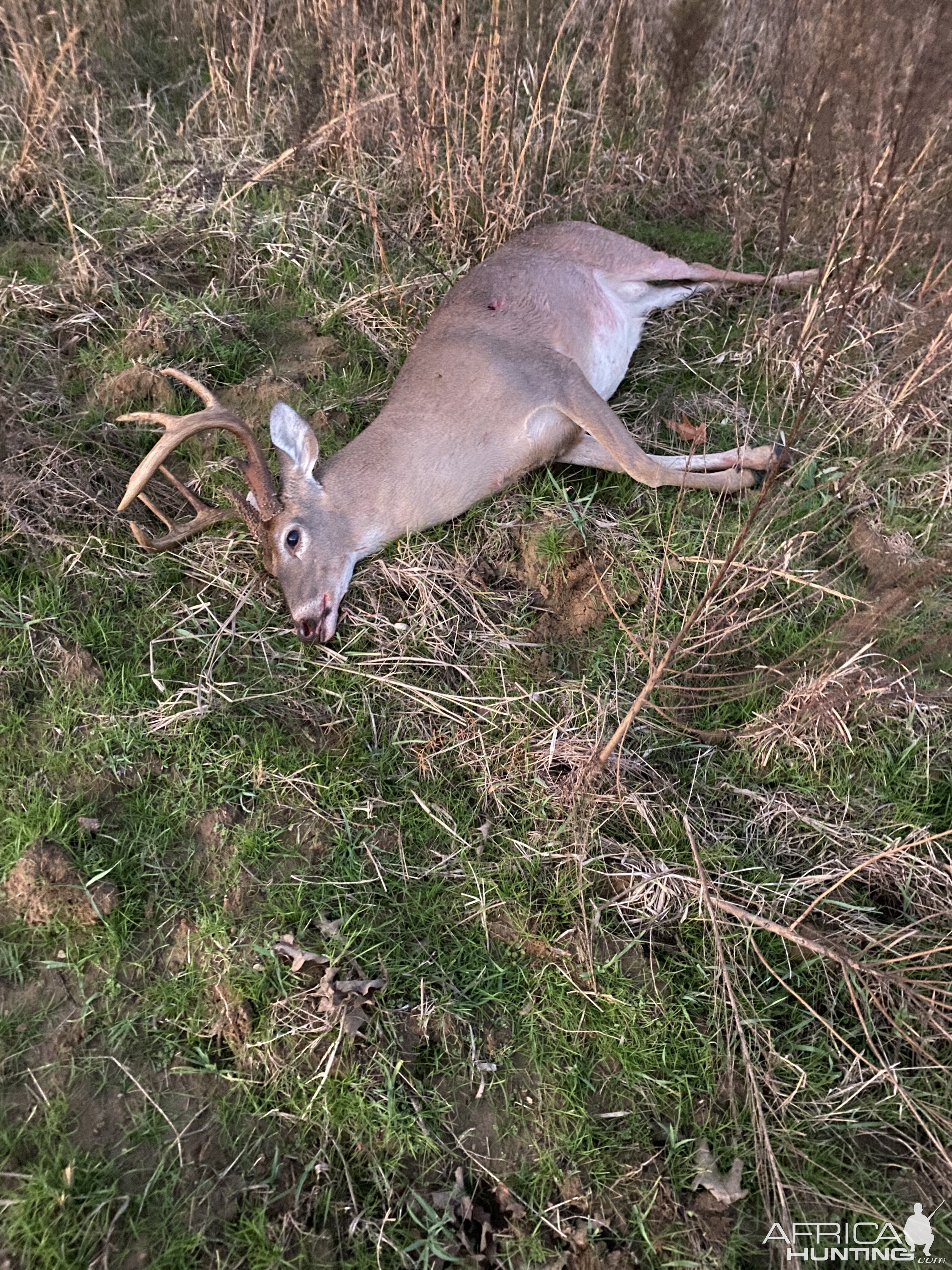 Hunt White-tailed Deer in Alabama USA