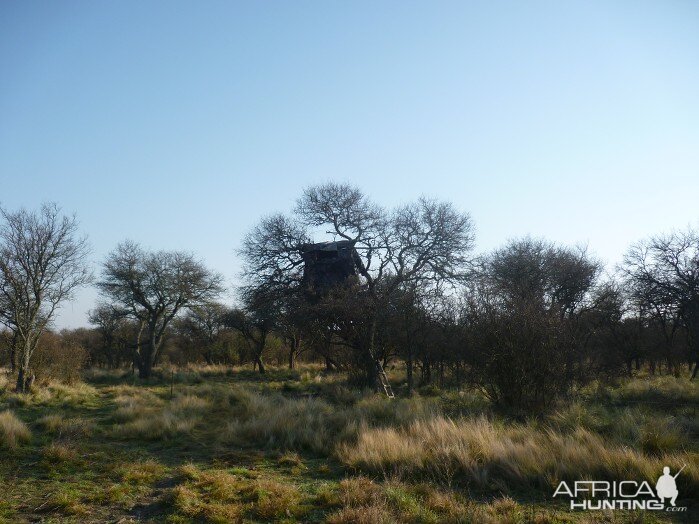 Hunt Wild Boar in Argentina