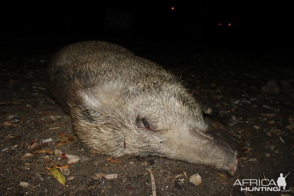 Hunt Wild Boar in Bangladesh