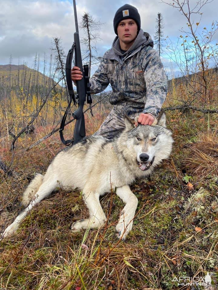 Hunt Wolf in Alaska USA