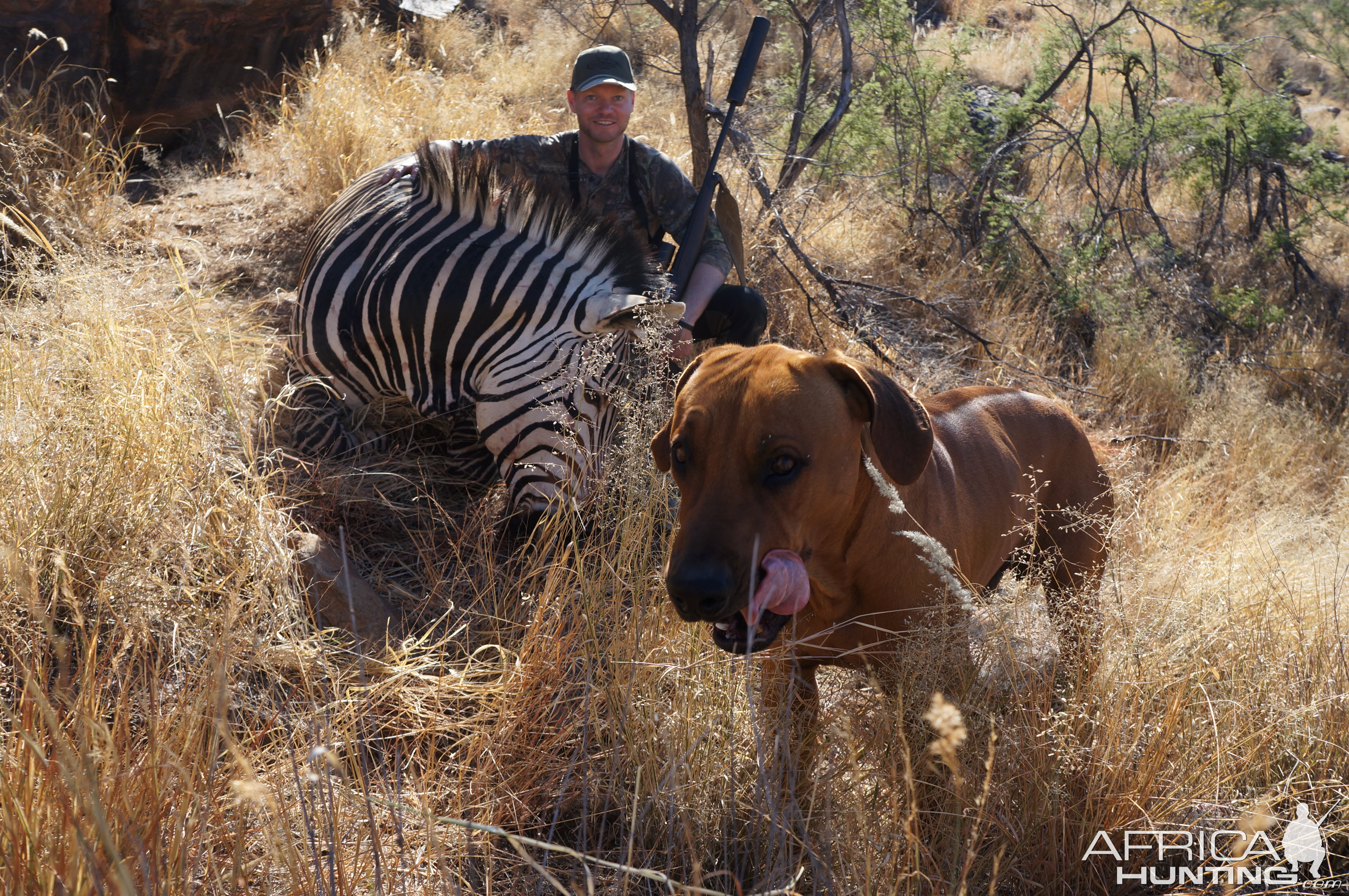 Hunt Zebra in Nambia