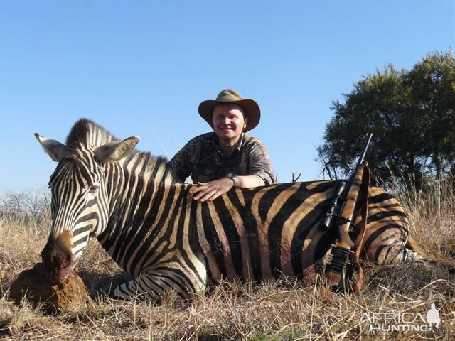 Hunt Zebra in South Africa