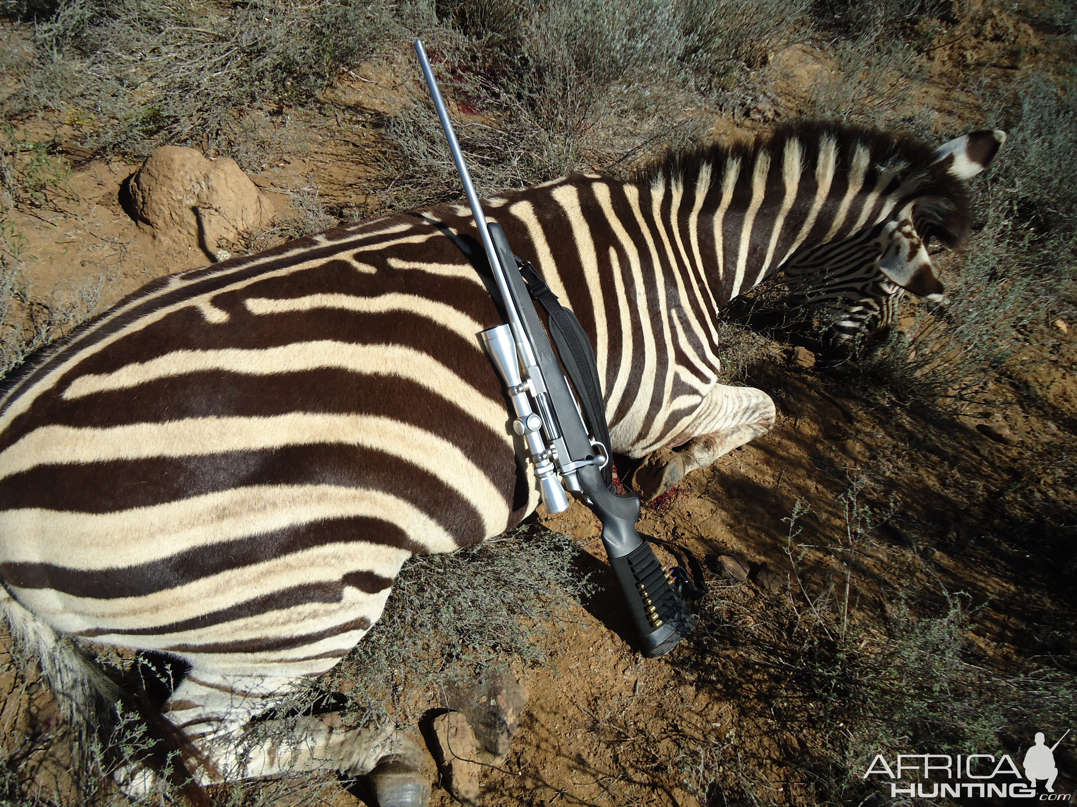 Hunt Zebra in South Africa