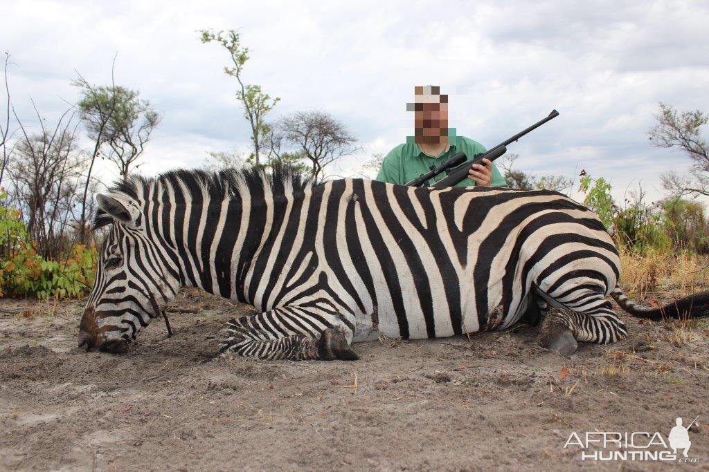 Hunt Zebra