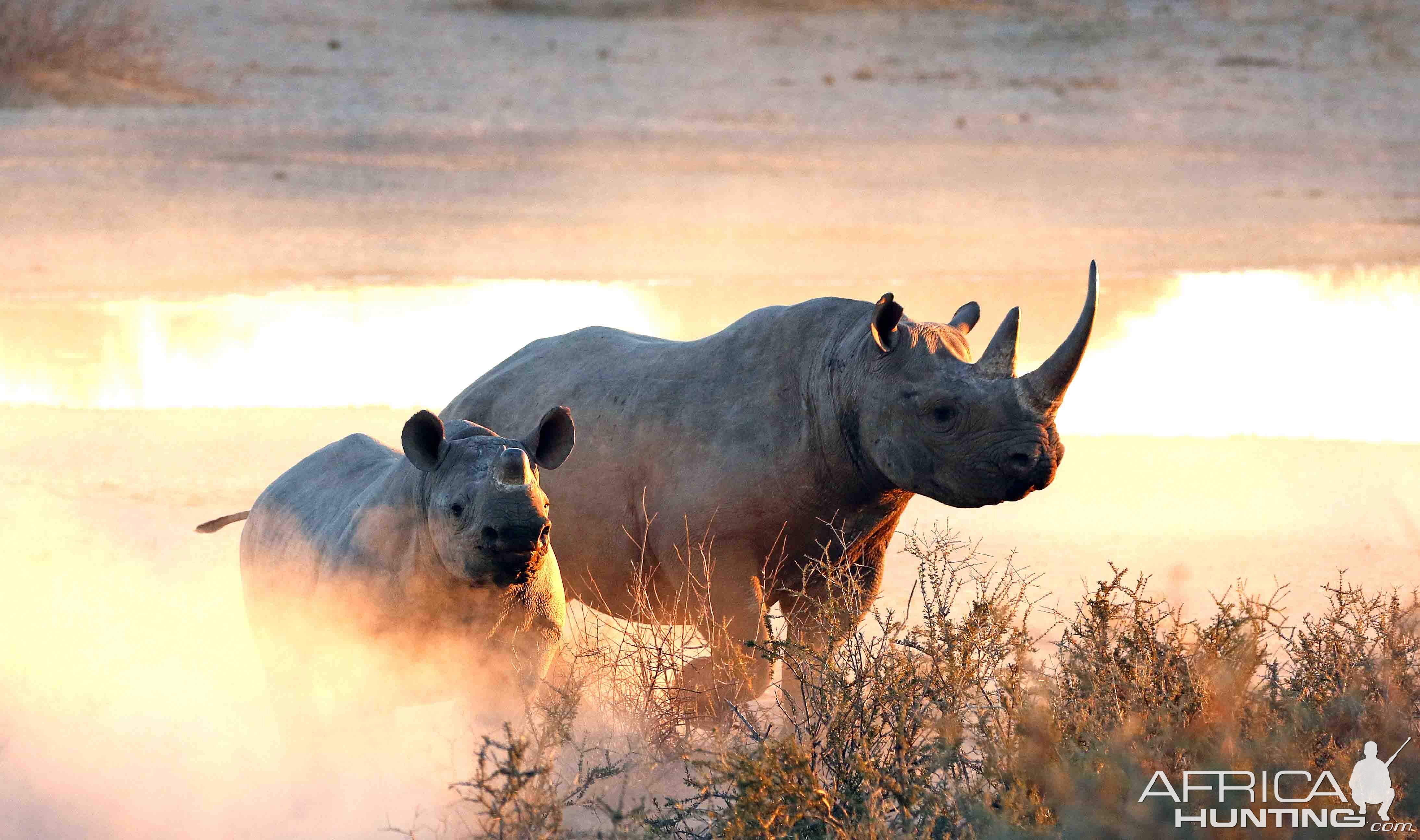 Hunters Dollars help protect these awesome animals in our premier hunting area where black rhino are protected