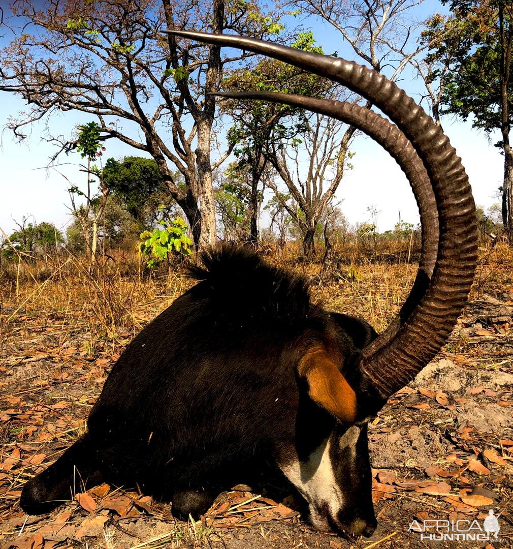 Hunting 45" Inch Sable Antelope in Zambia