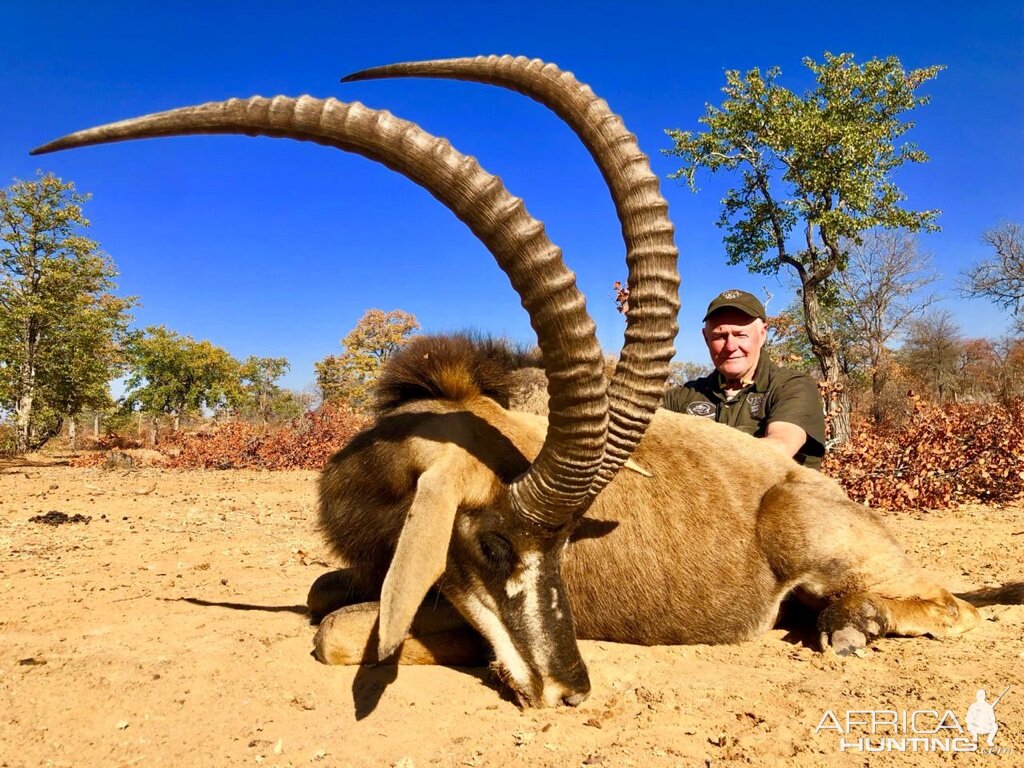 Hunting 46.5" Inch unusual Sable in South Africa