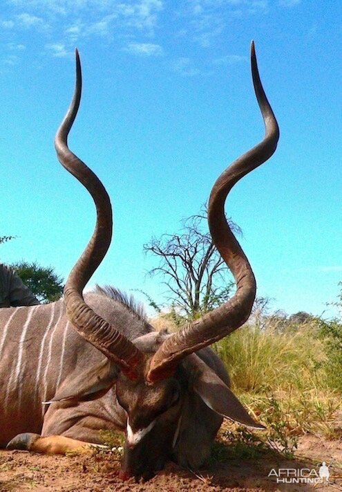 Hunting 60" Inch Kudu in Botswana