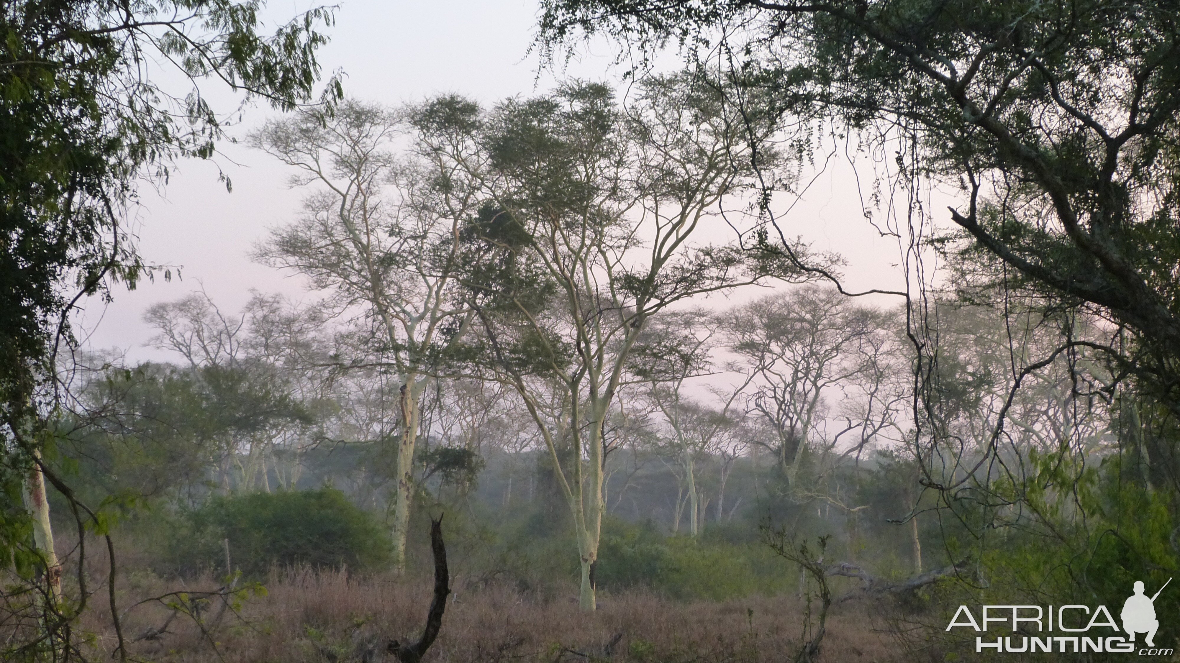 Hunting a fever tree forest in KwaZulu-Natal South Africa early morning