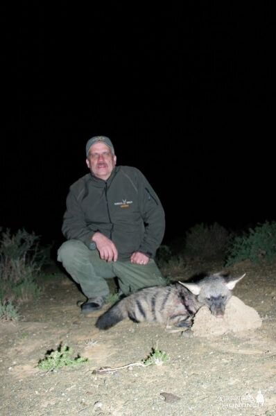 Hunting Aardwolf