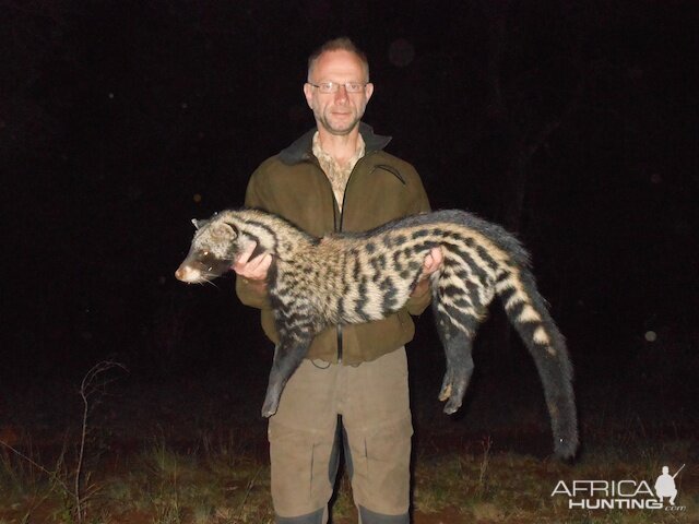 Hunting African Civet