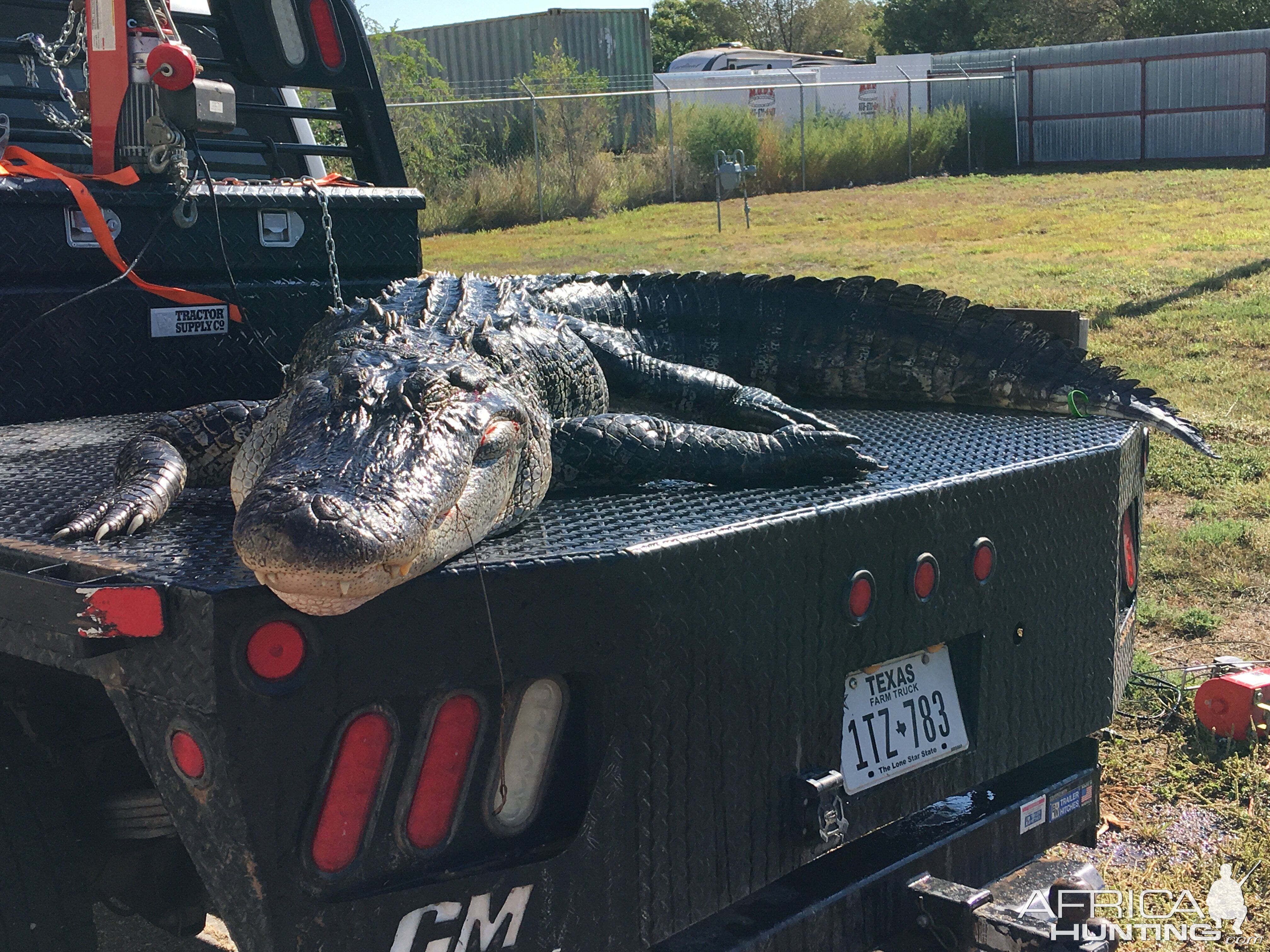 Hunting Alligator in Little Texas