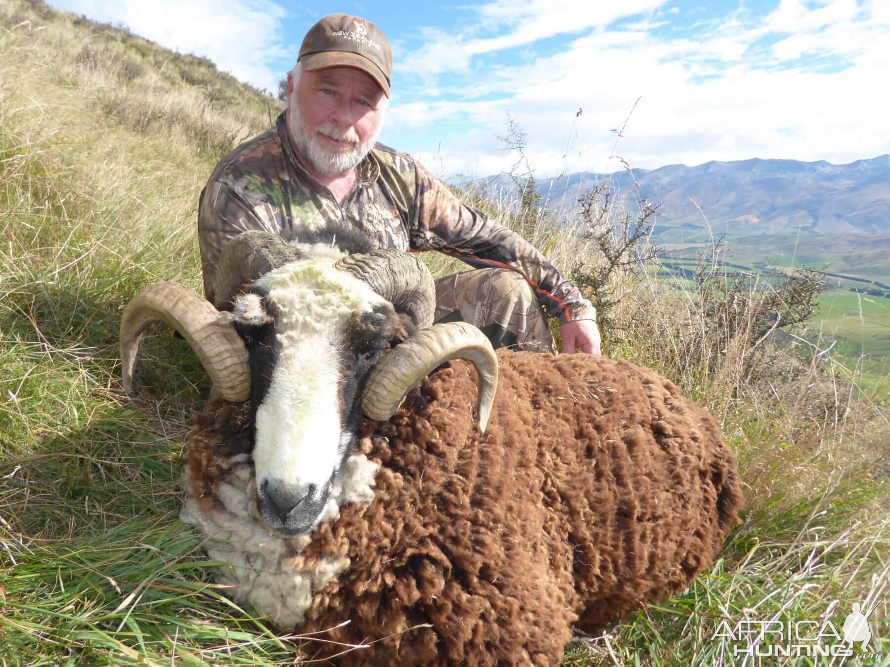 Hunting Arapawa Ram in New Zealand