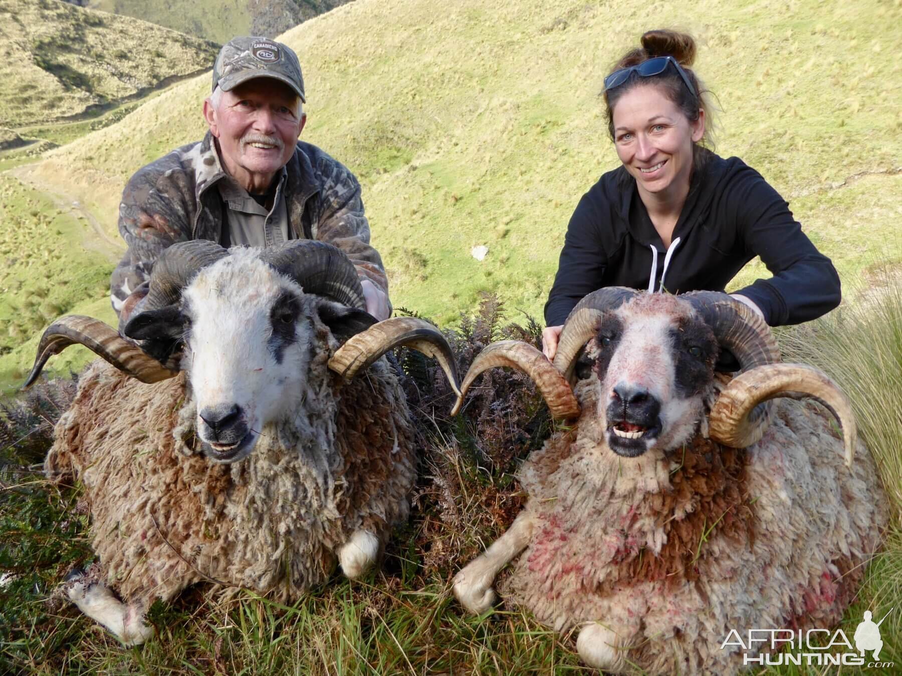 Hunting Arapawa Ram New Zealand