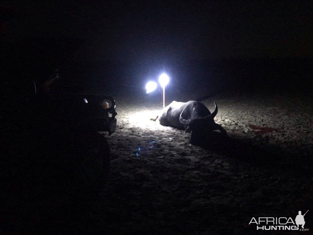 Hunting Asiatic Water Buffalo in Australia