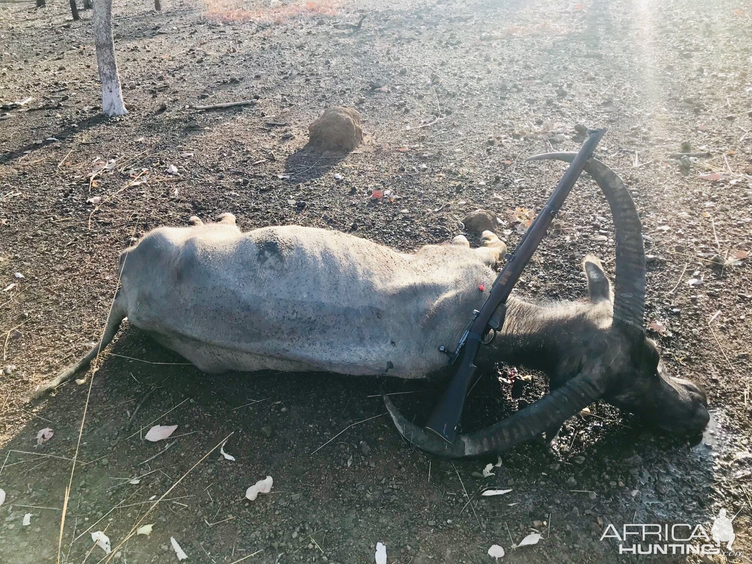 Hunting Asiatic Water Buffalo in Australia